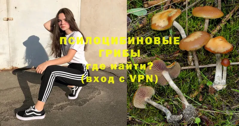 Галлюциногенные грибы Psilocybine cubensis  Малоярославец 